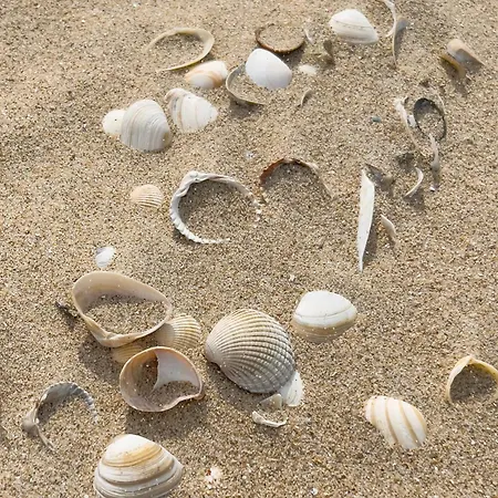 Nestor Sint-Idesbald