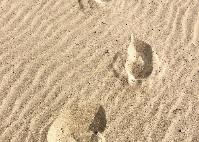 Nestor Sint-Idesbald